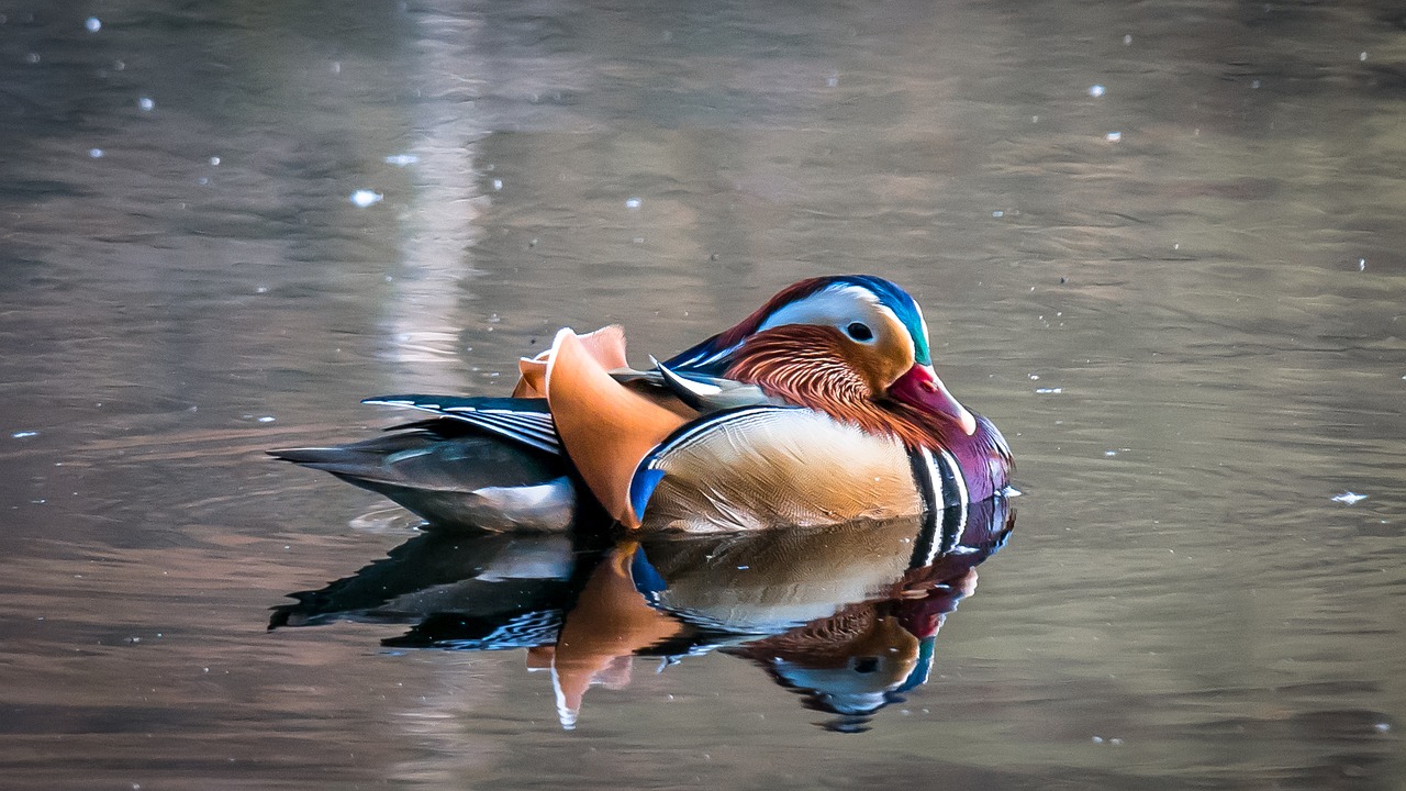 Image - mandarin ducks duck colorful