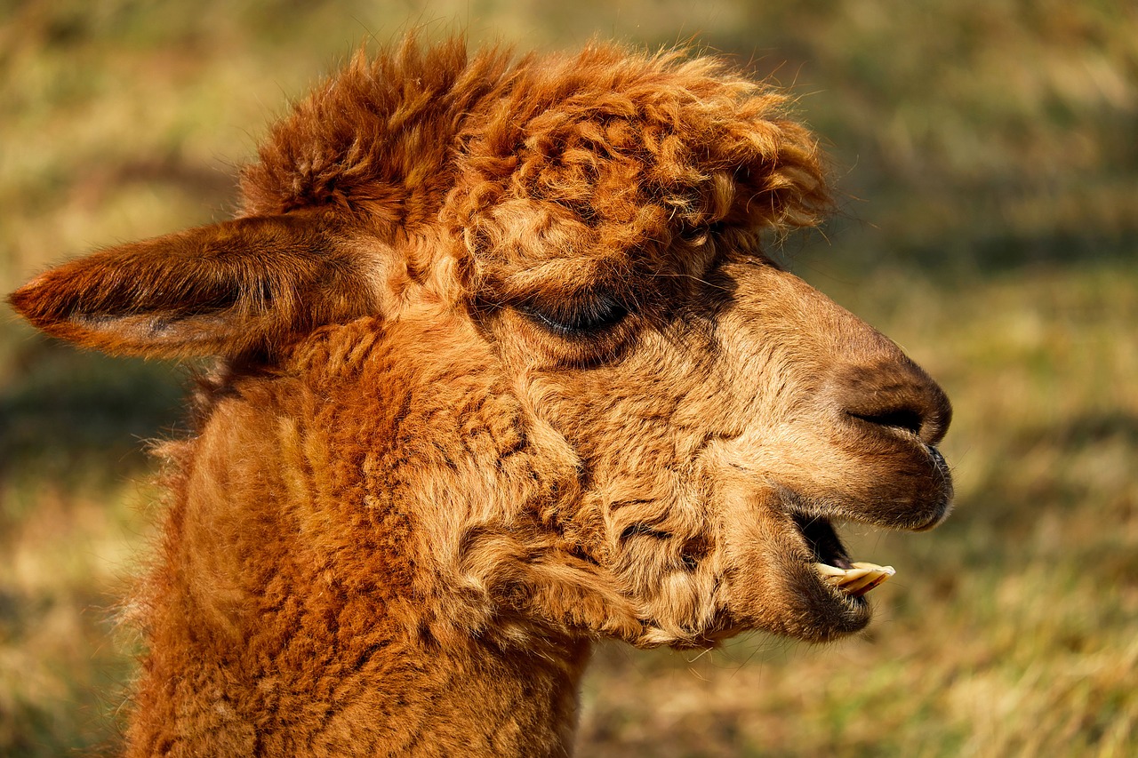 Image - alpaca animal creature fur