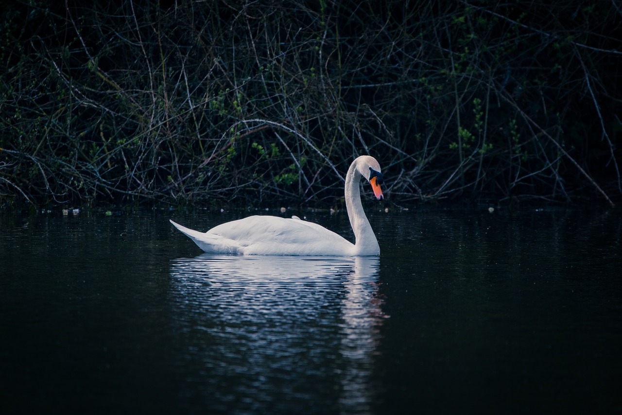 Image - swan water bird swim lake pond