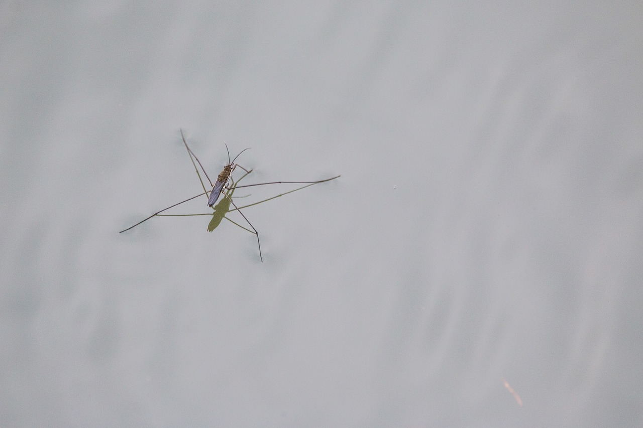 Image - water striders lake pond island