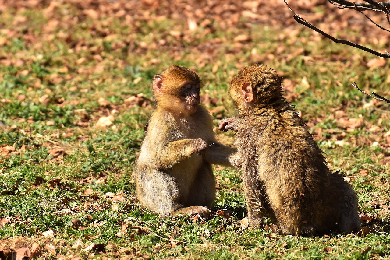 Image - berber monkeys play cute