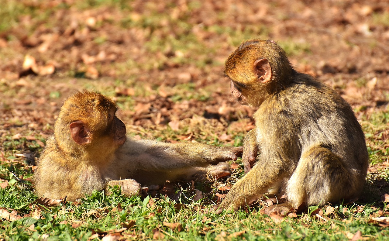 Image - berber monkeys play cute