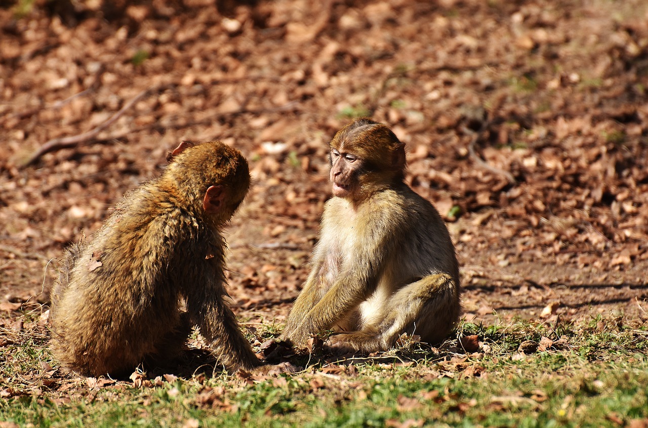 Image - berber monkeys play cute