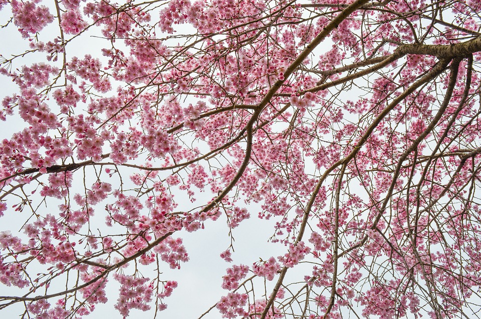 Image - cherry blossom plant pink