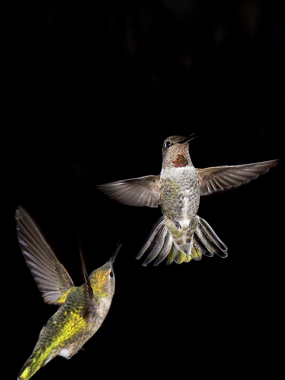 Image - hummingbird night bird animals