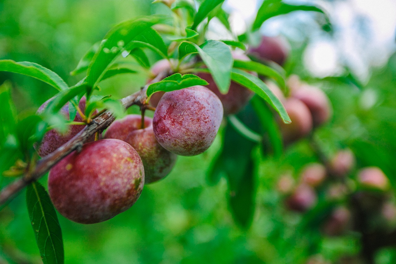 Image - pearl lee plum guangxi