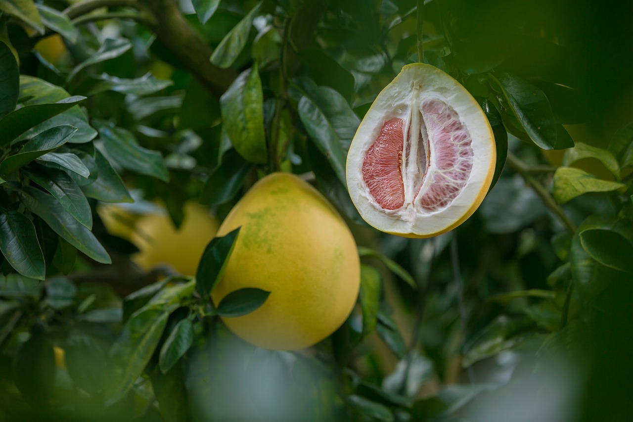Image - honey pomelo grapefruit fujian