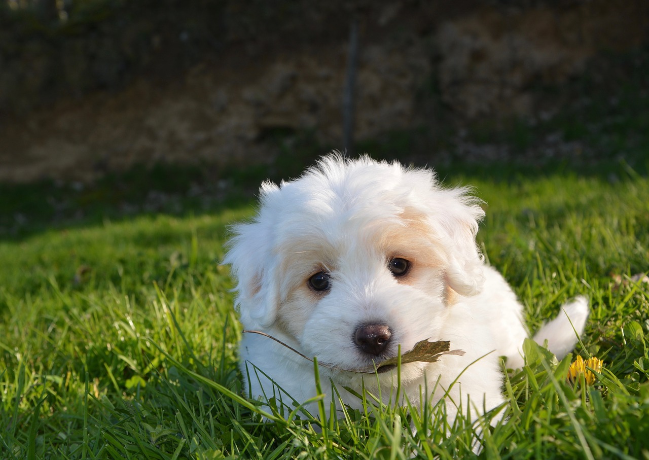 Image - dog puppy animal petit white fur