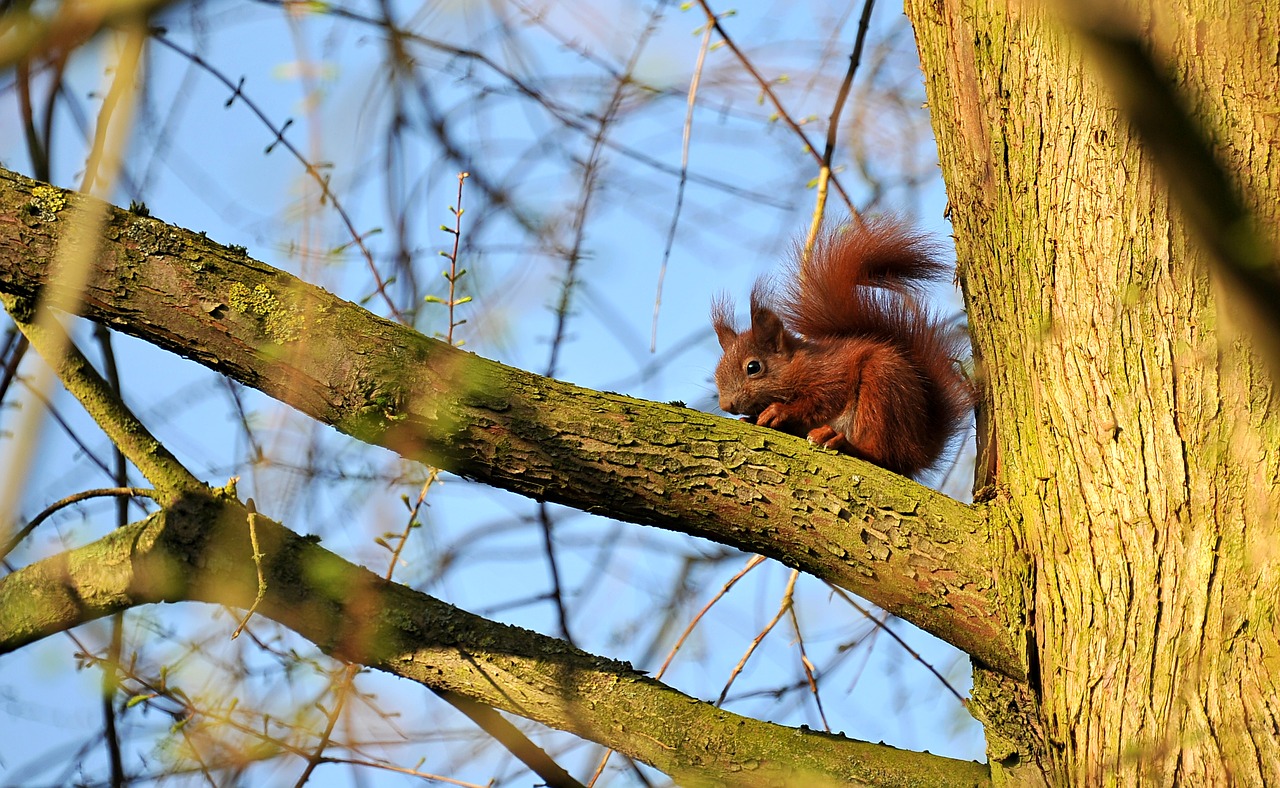 Image - squirrel animal young animal young