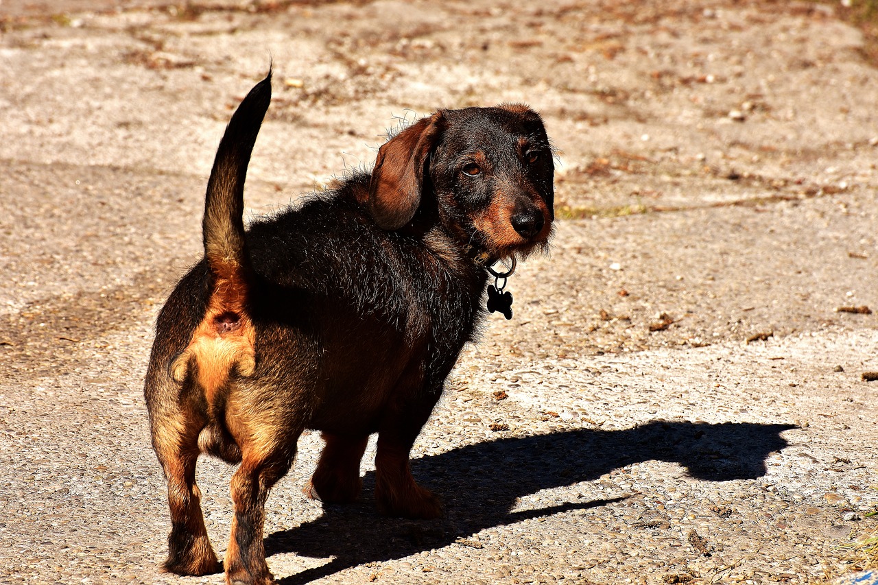 Image - rauhaardackel dog animal pet