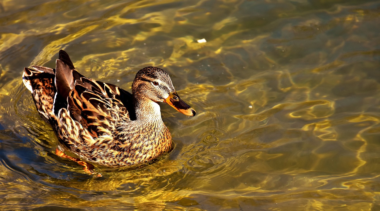 Image - mallard brown animal world plumage