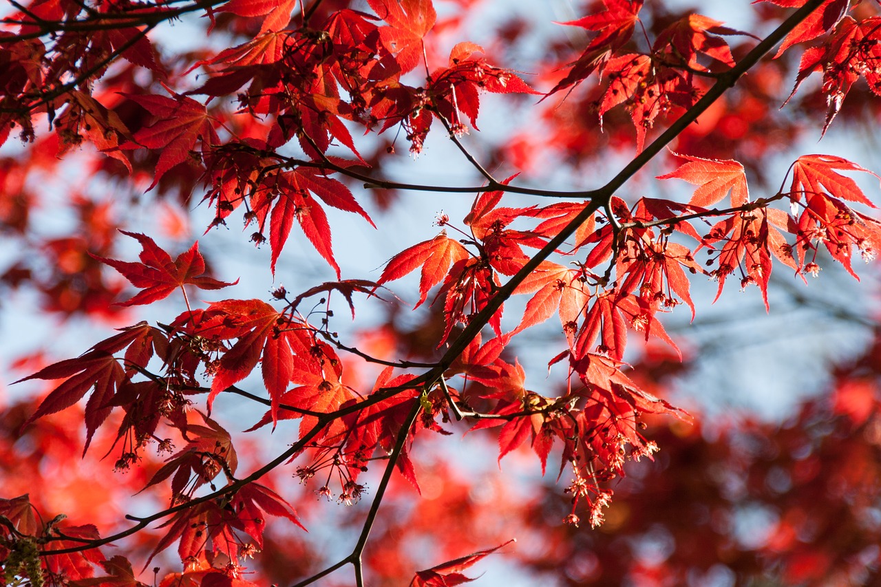 Image - leaves red sky blue strong leaf