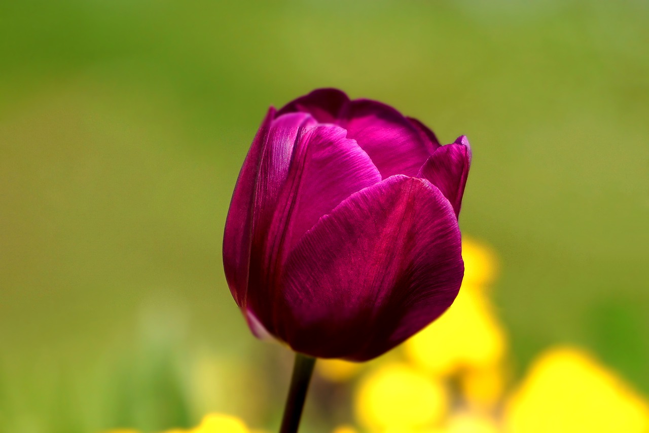 Image - flower tulip spring floral nature