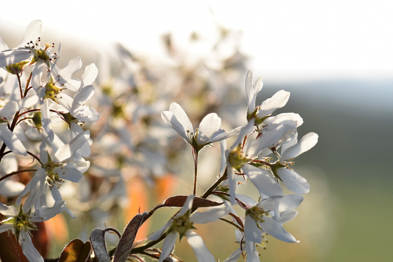 Image - amelanchier tree blossom bloom