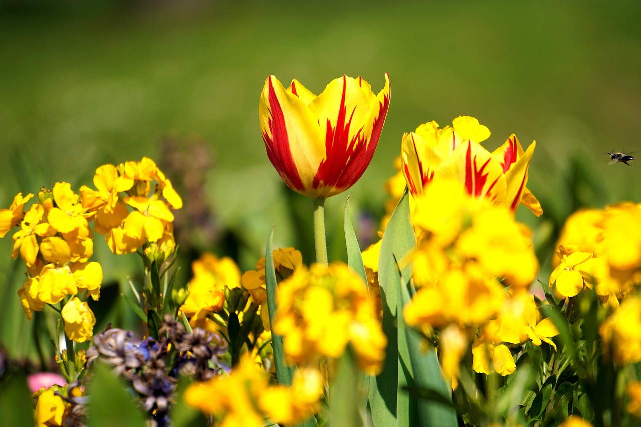 Image - flower yellow yellow flowers nature