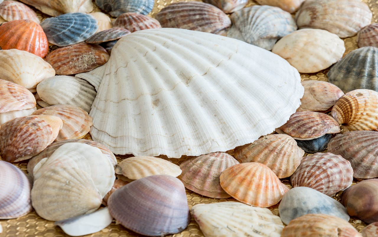 Image - sea shells shells sea sea shell