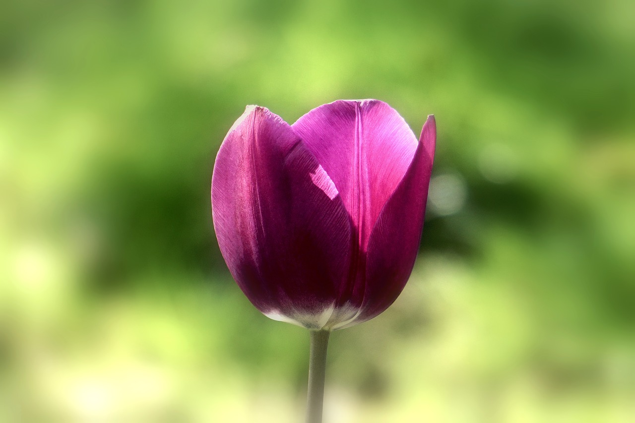 Image - flower tulip spring floral nature