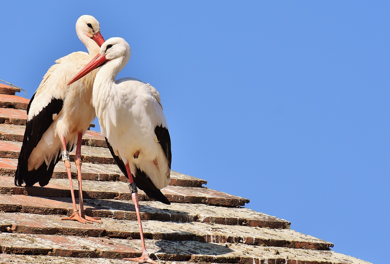 Image - storks pair birds stork fly