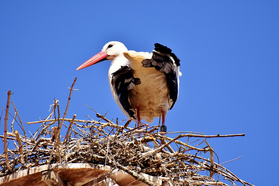 Image - stork bird fly plumage nature