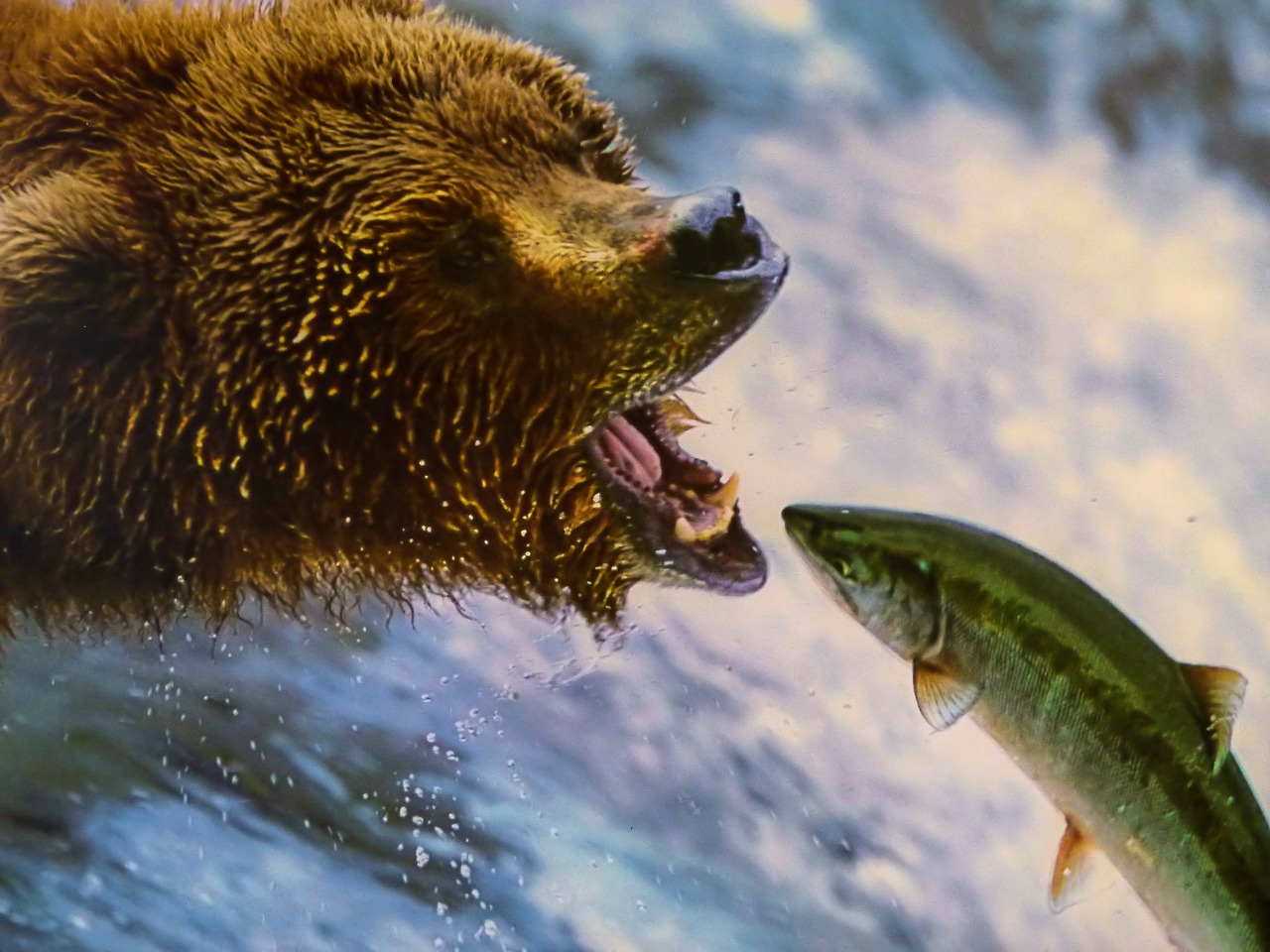 Image - grizzly bear dangerous animal
