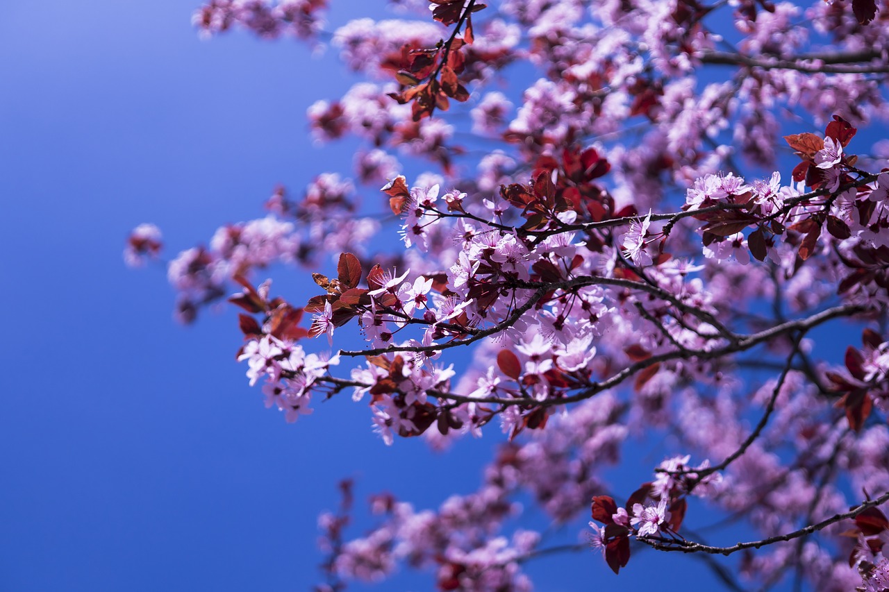Image - japanese cherry flowers pink spring