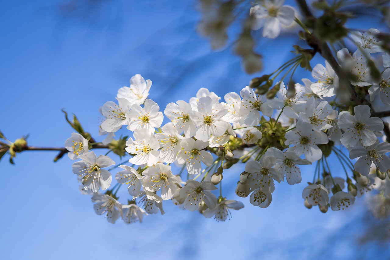 Image - cherry cherry blossom blossom bloom