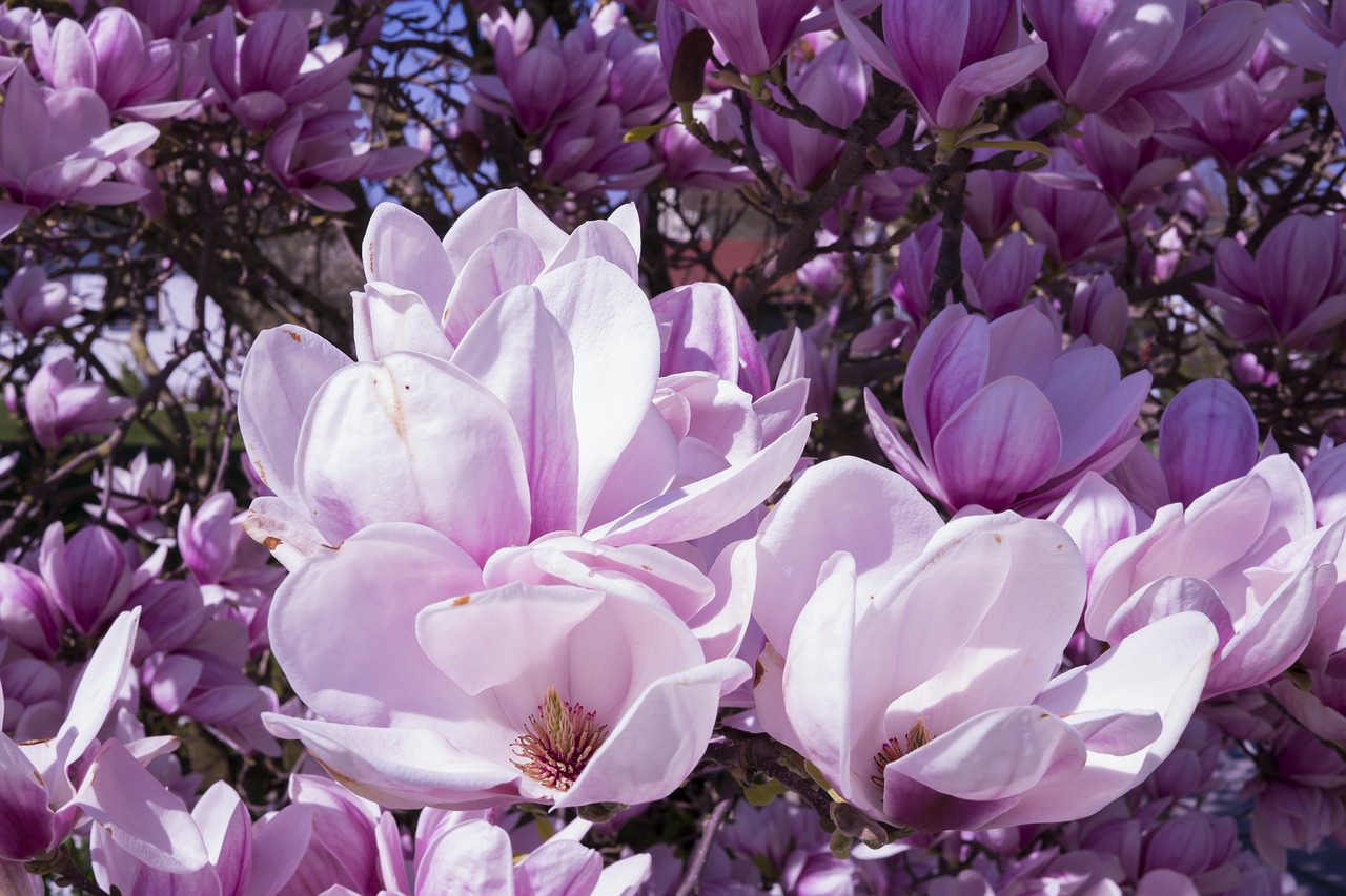 Image - magnolia flowers pink