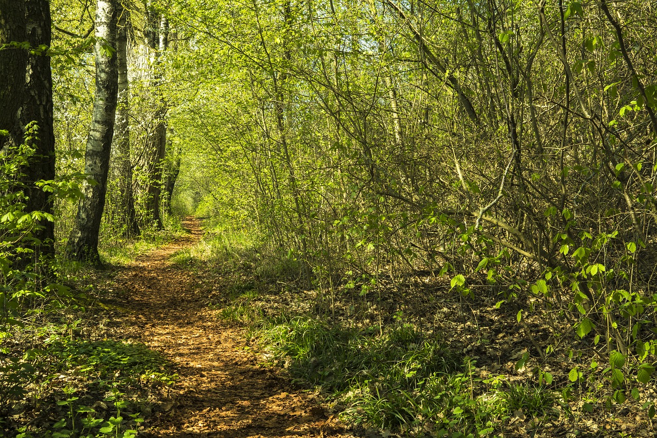 Image - forest away trail nature