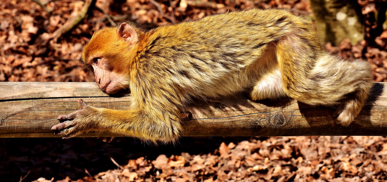 Image - barbary ape lying rest cute