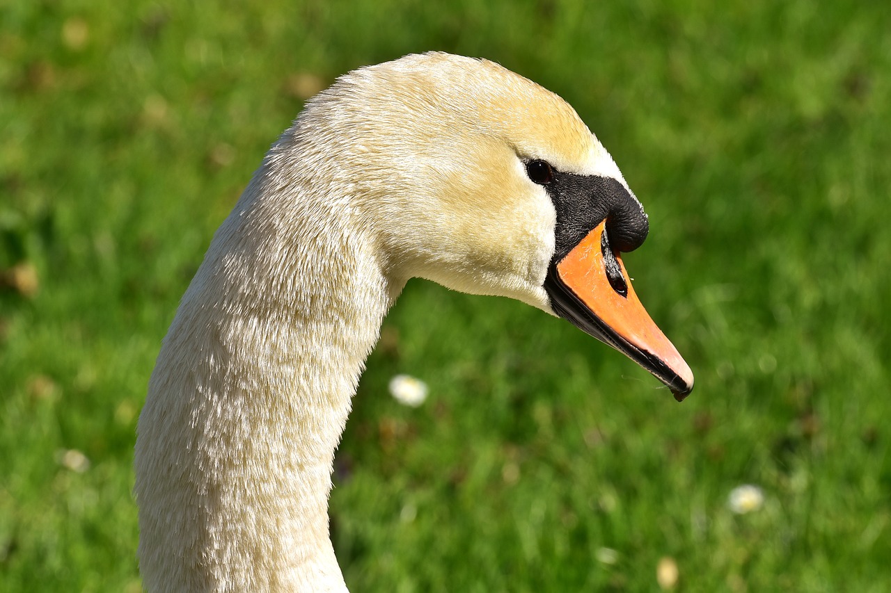 Image - swan water bird plumage portrait