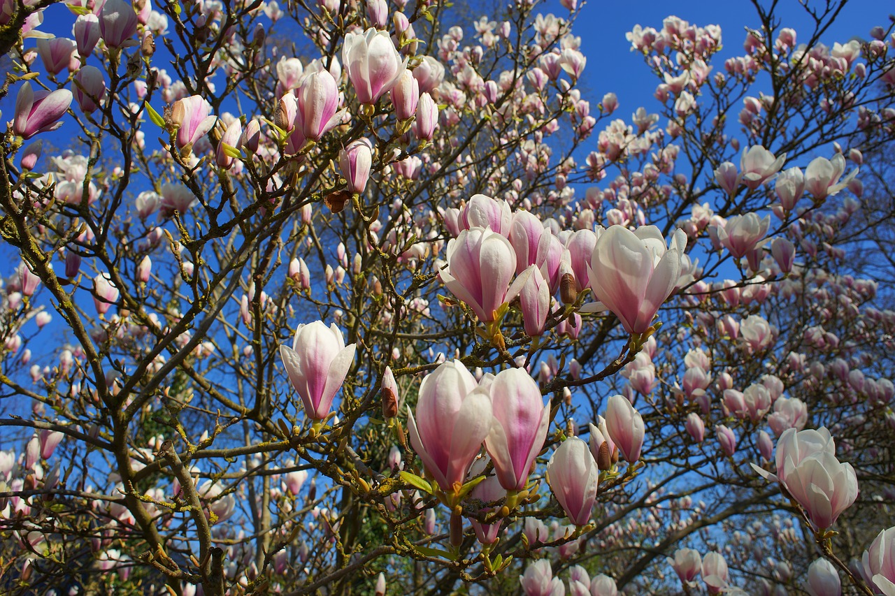 Image - magnolia tulip magnolia