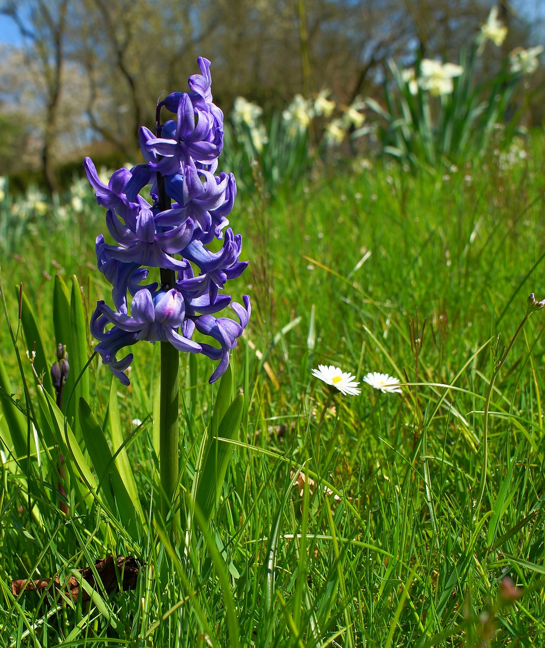 Image - hyacinth flower blossom bloom blue