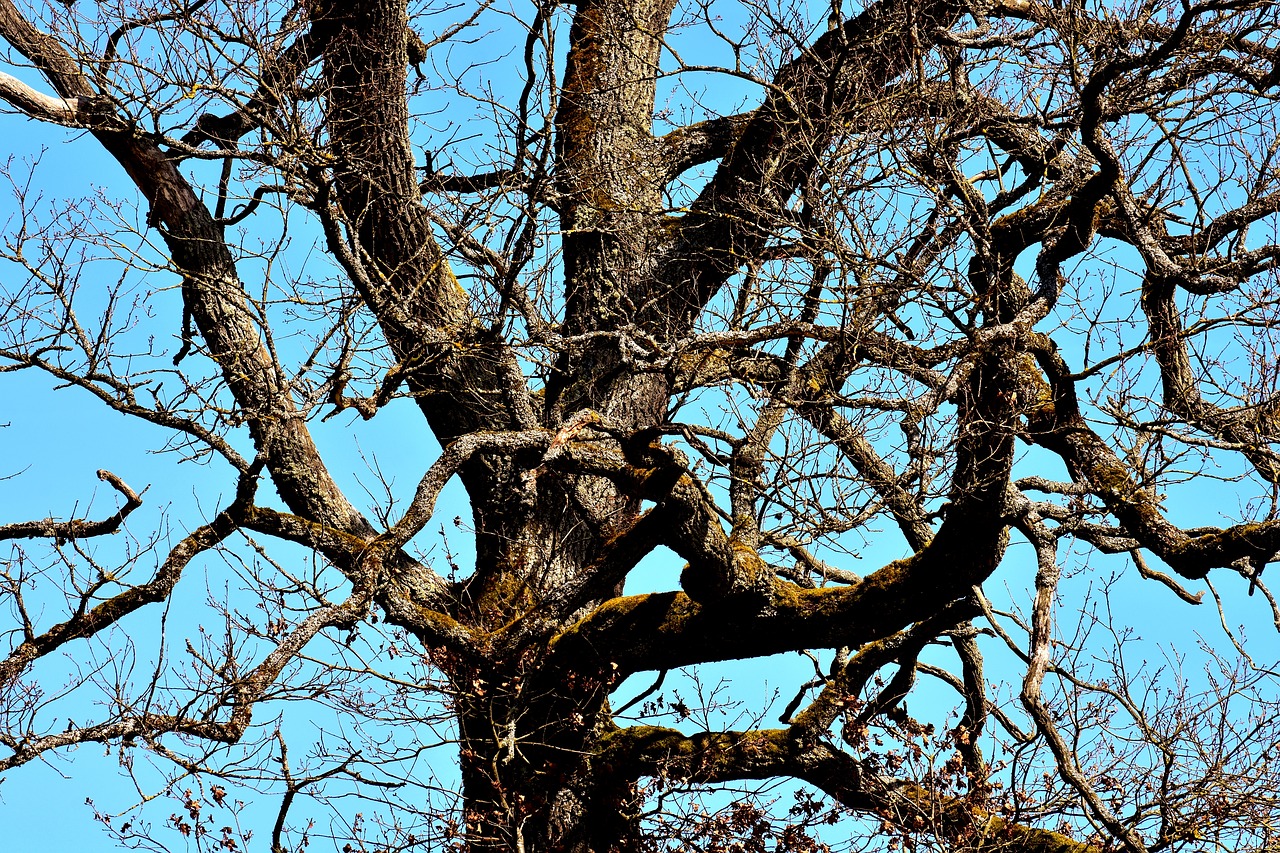 Image - old tree branches aesthetic tree