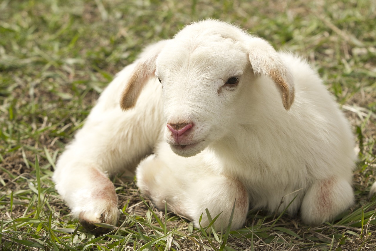 Image - lamb farm sheep livestock