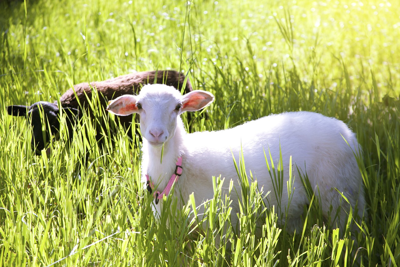 Image - sheep grassland field livestock