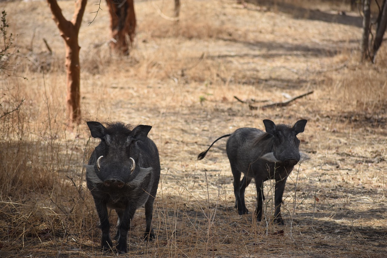 Image - warthog safari africa animal wild