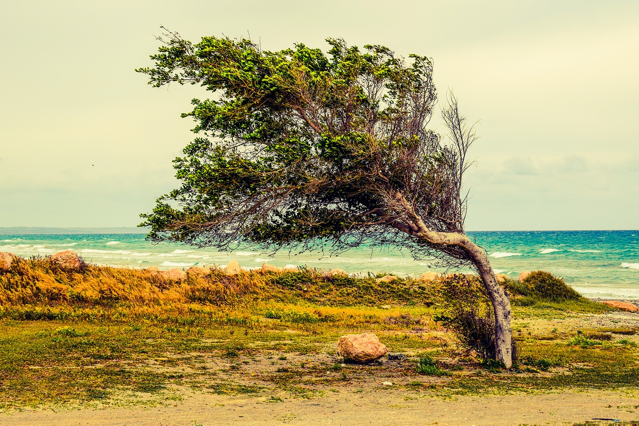 Image - tree beach sea wind scenery