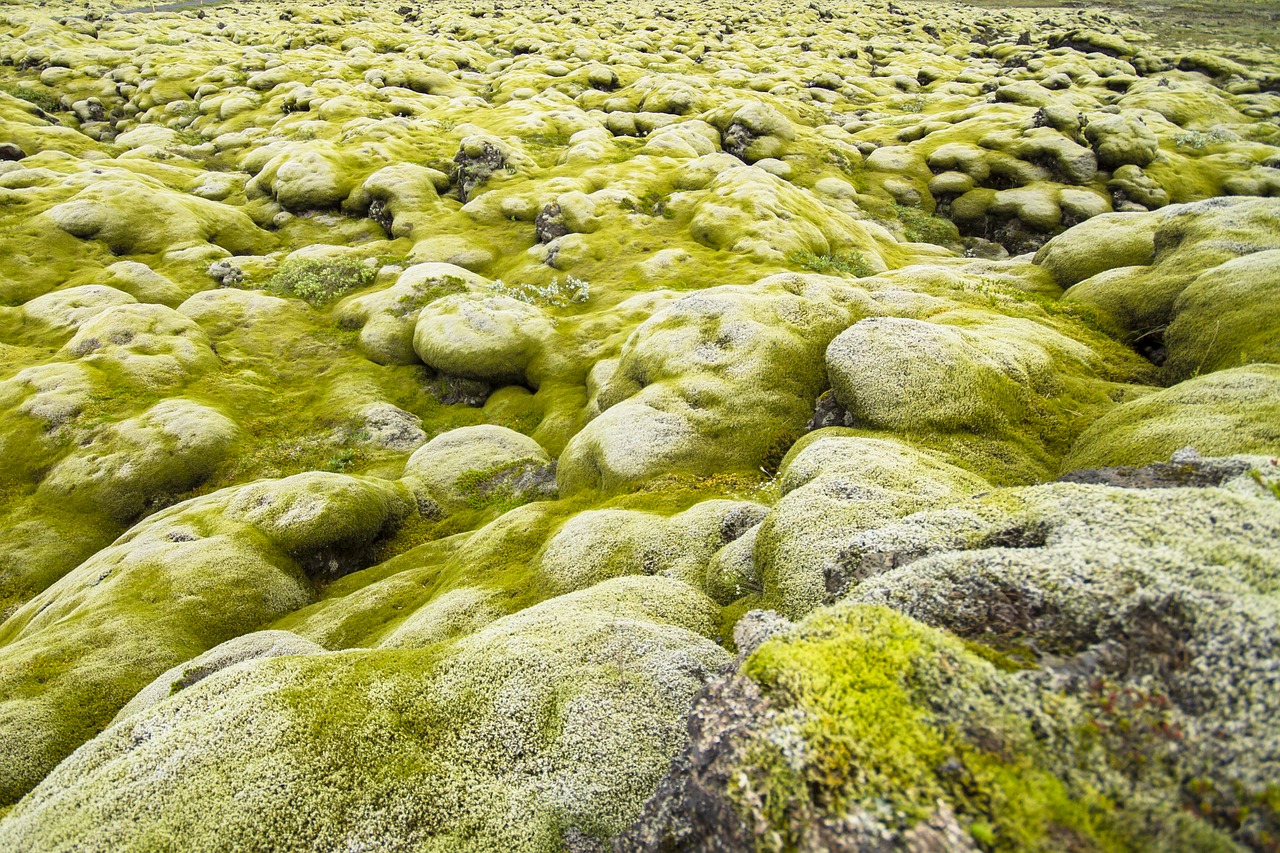 Image - iceland moss landscape lava stones