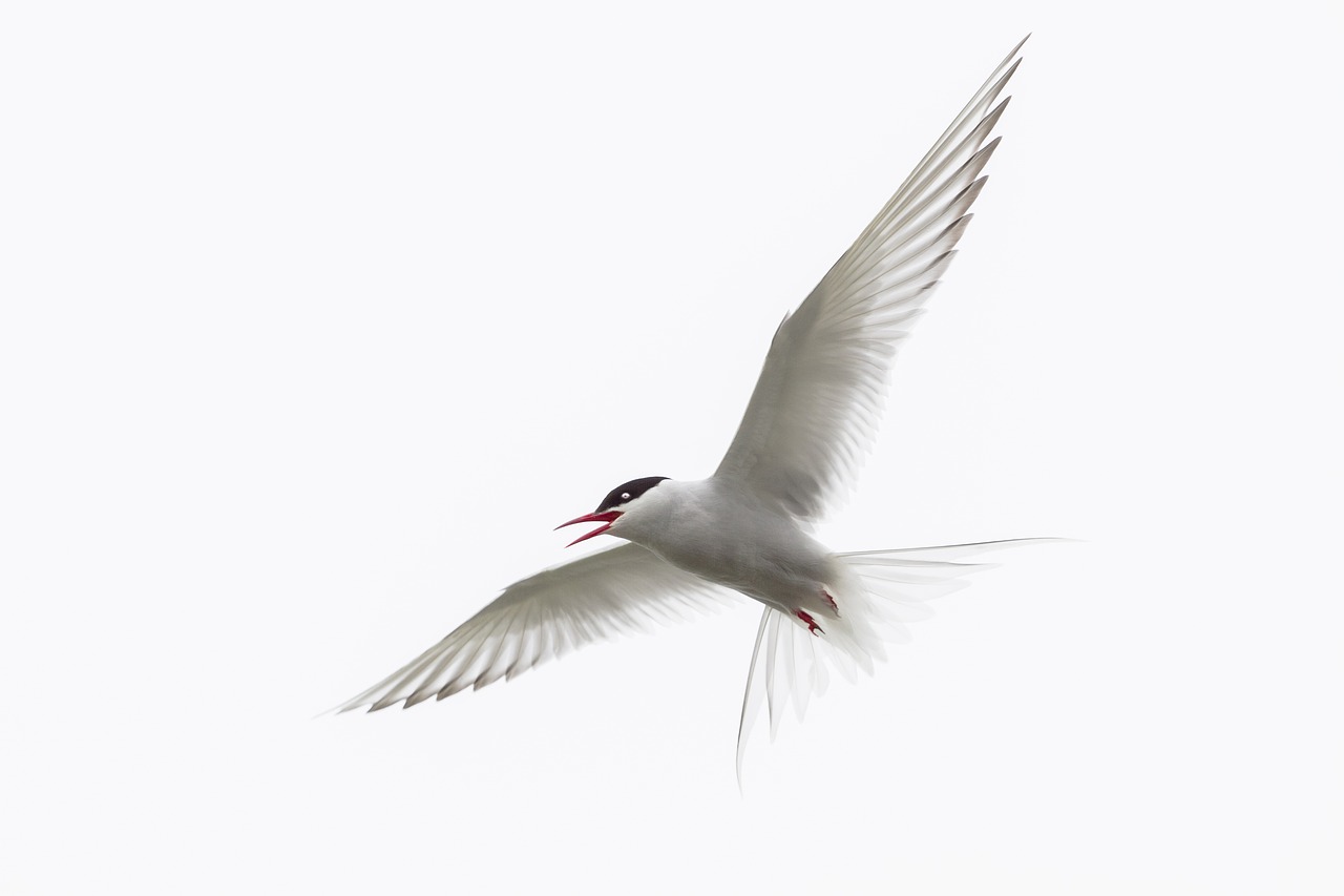 Image - arctic tern iceland bird