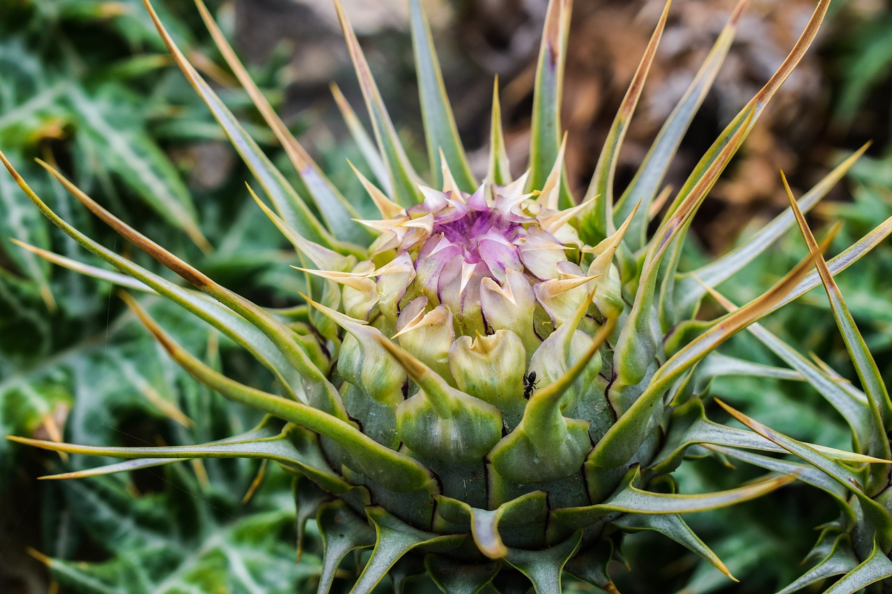 Image - cardoon plant nature spike pricker