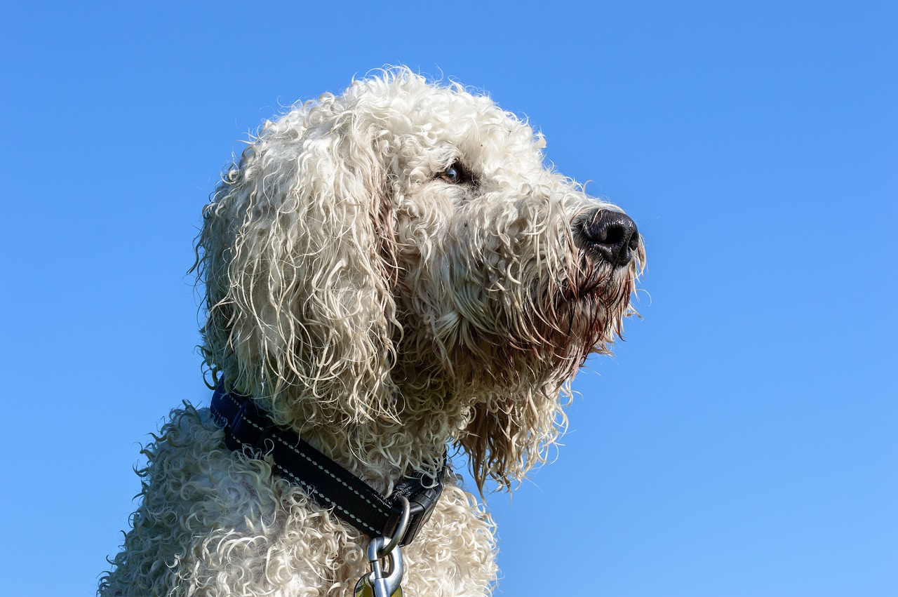 Image - goldendoodle dog hybrid pet