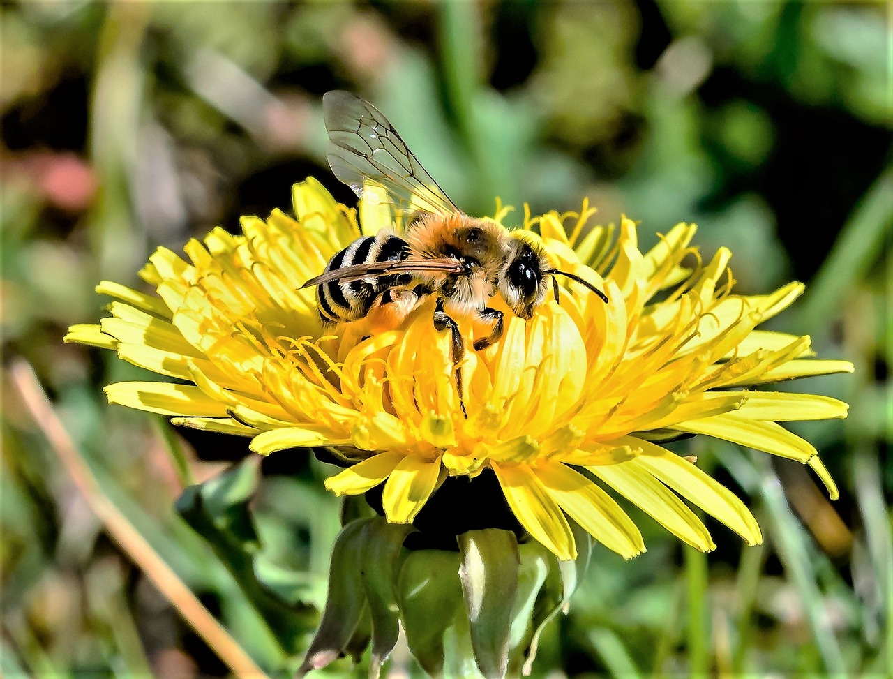 Image - wasp bee pollen insect animal