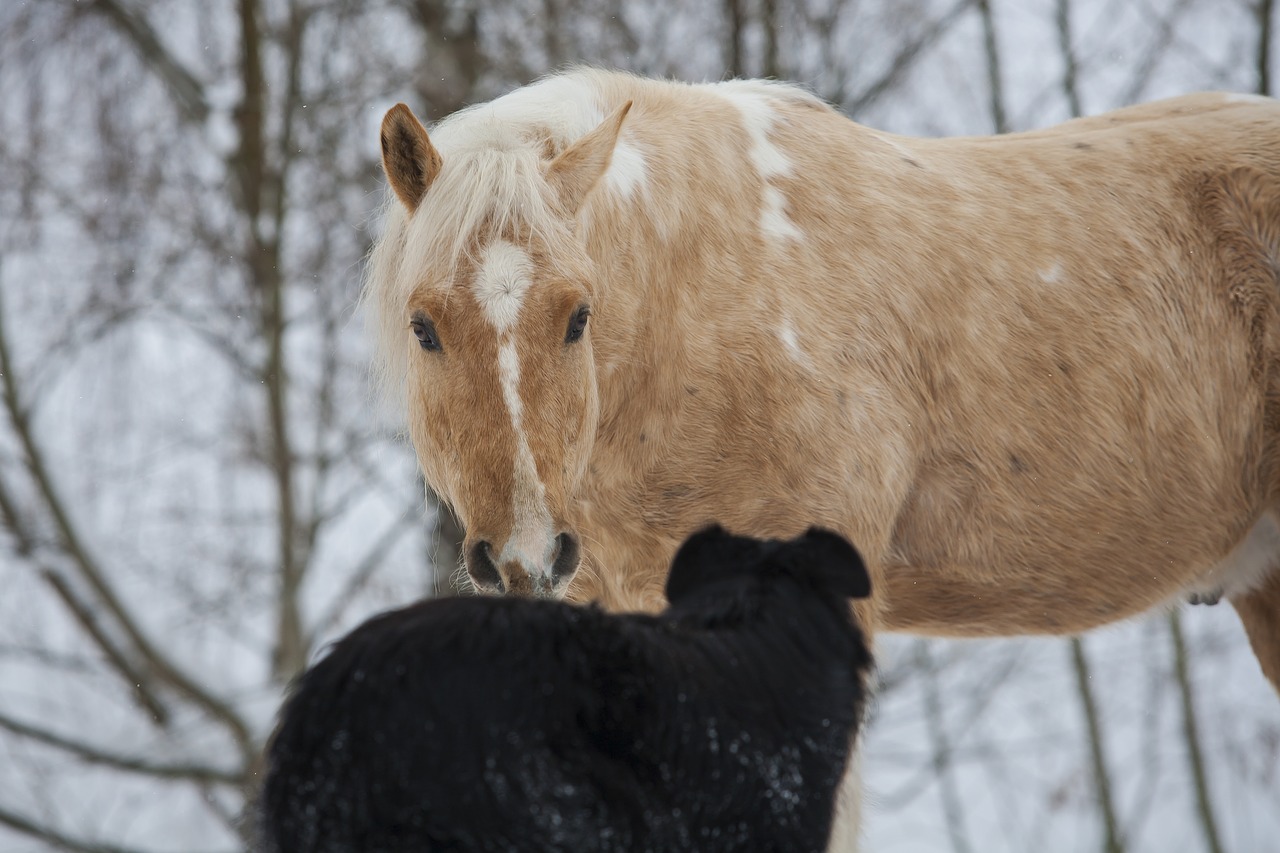 Image - horse dog white black yellow