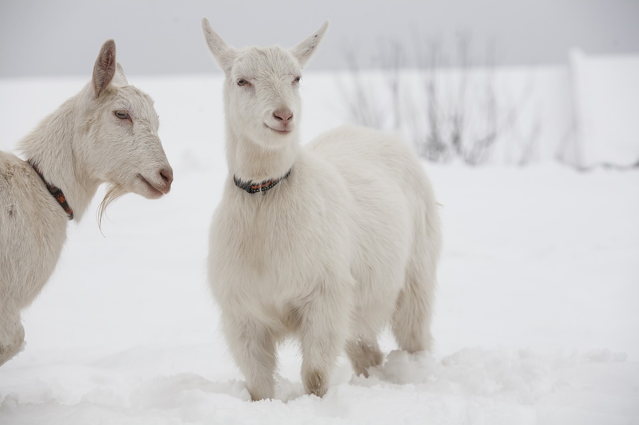 Image - goat white goats snow dog collar