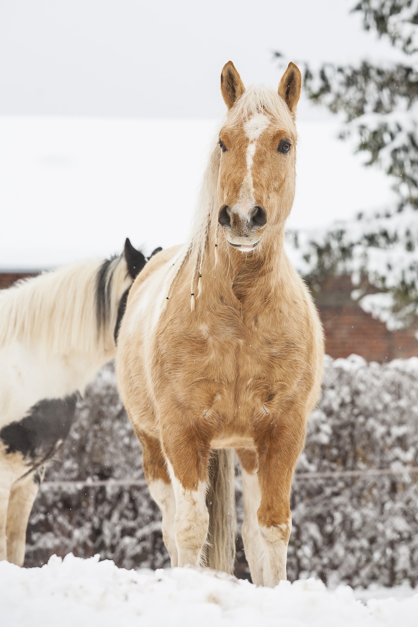 Image - horse dog white black yellow