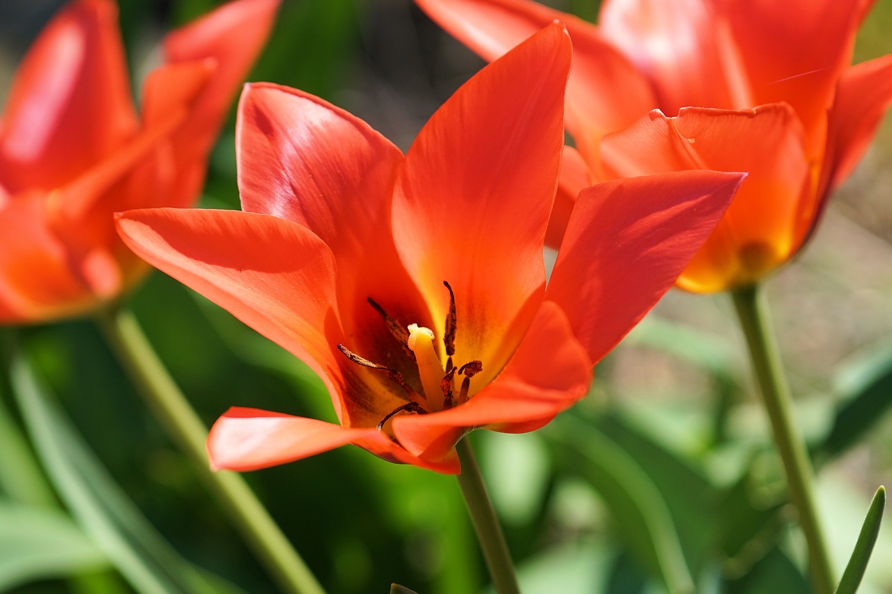 Image - tulip flower blossom bloom red