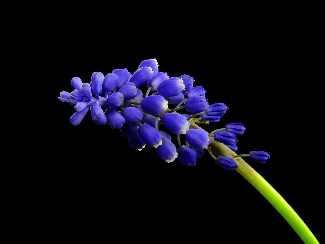 Image - hyacinth flower plant nature