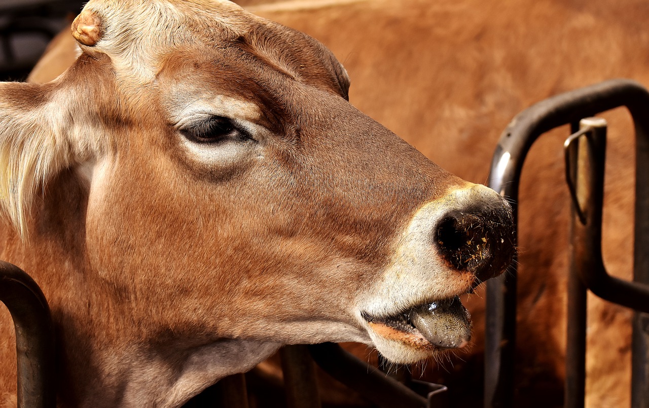 Image - cow farm animal beef stall