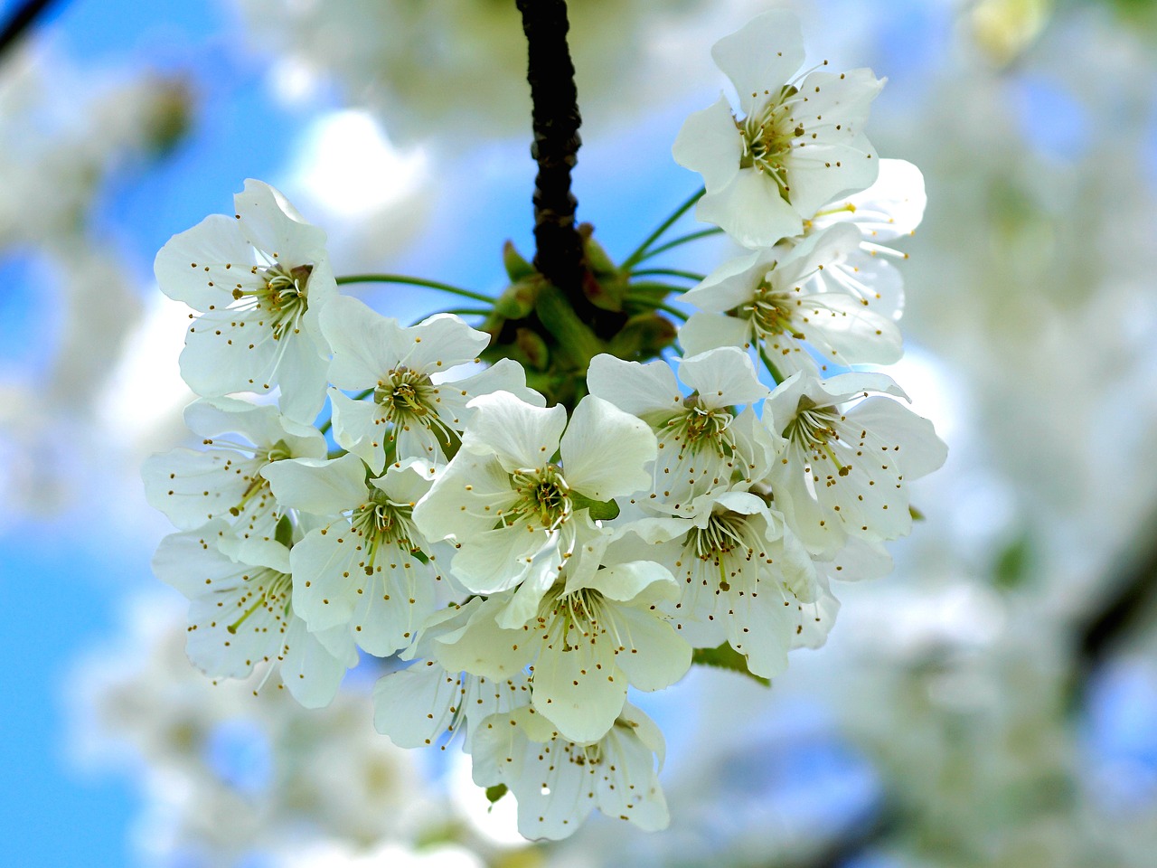 Image - apple blossom apple tree blossom