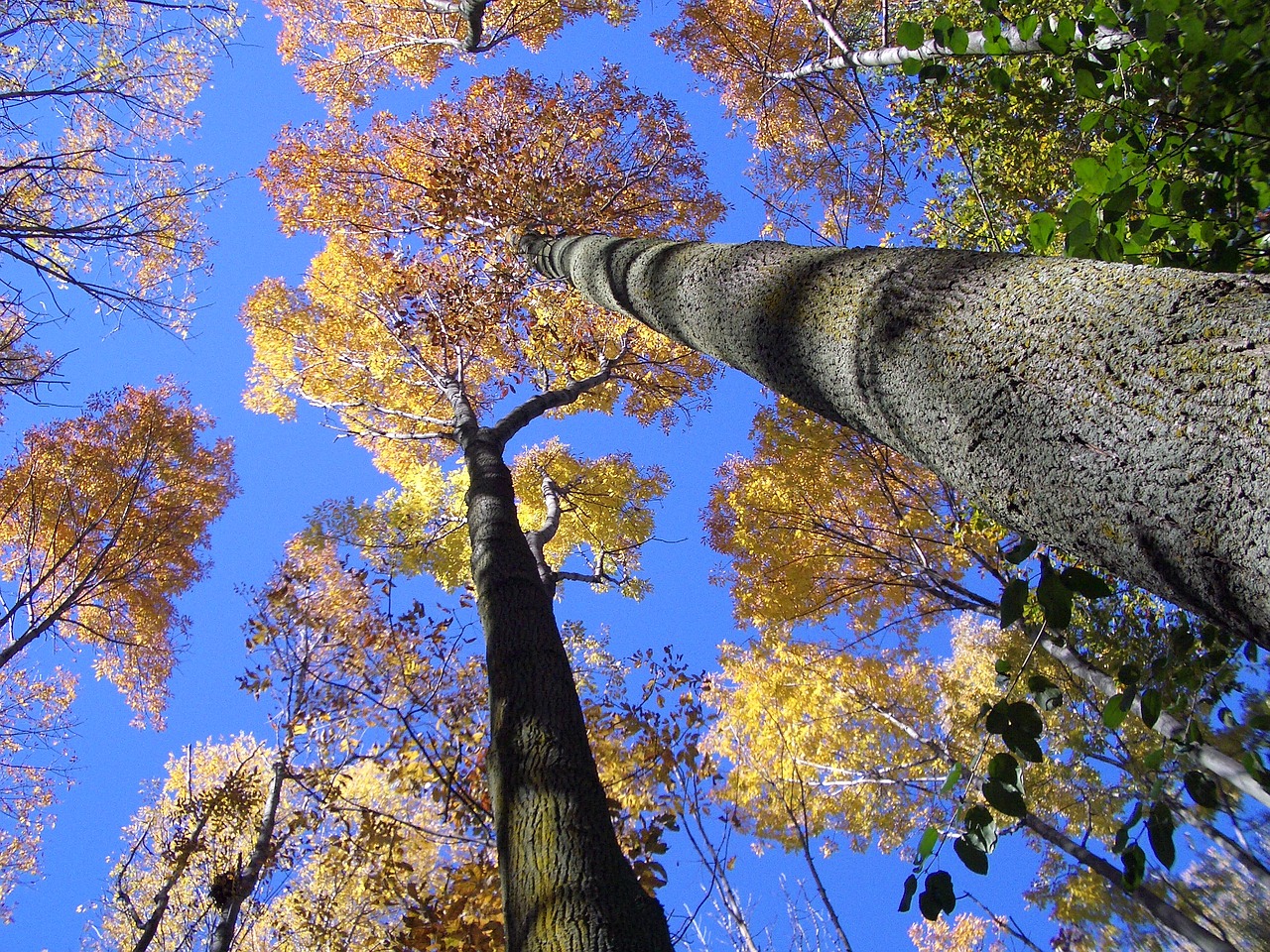 Image - trees look up forest sky nature